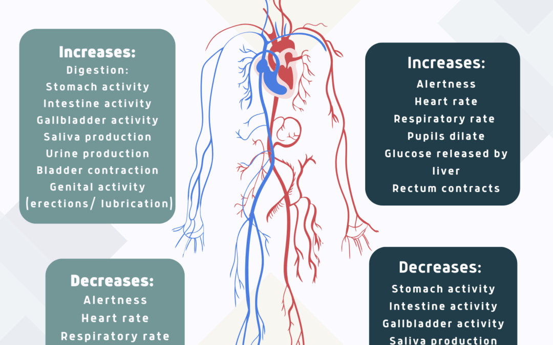 Autonomic Nervous System